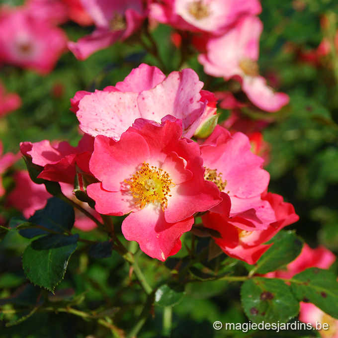 entretien rosiers en hiver Quel entretien pour vos rosiers en hiver