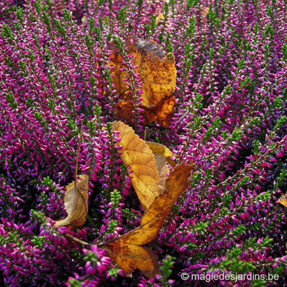 Quelques conseils pour votre jardin en Novembre
