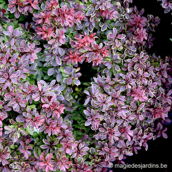 Calendrier-NOV 25-BERBERIS THUMB ADMIRATION Quelques conseils pour votre jardin en novembre