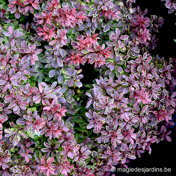 Calendrier-NOV 25-BERBERIS THUMB ADMIRATION Quelques conseils pour votre jardin en novembre