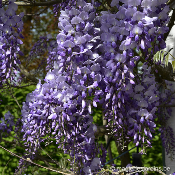 Comment avoir une belle Glycine !