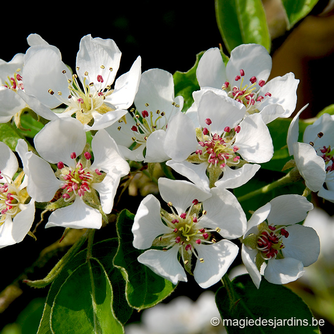 PRUNUS PANDORA-CALENDRIER AVRIL Quelques conseils pour votre jardin en avril