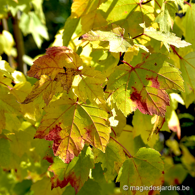 Choisir un arbuste pour ses couleurs d’automne