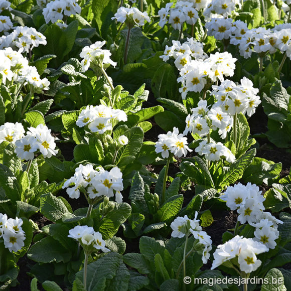 Quelques conseils pour votre jardin en février