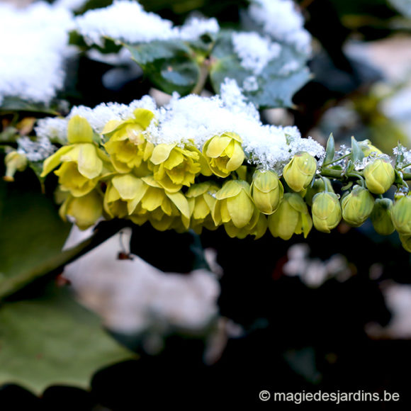 Quelques conseils pour votre jardin en janvier