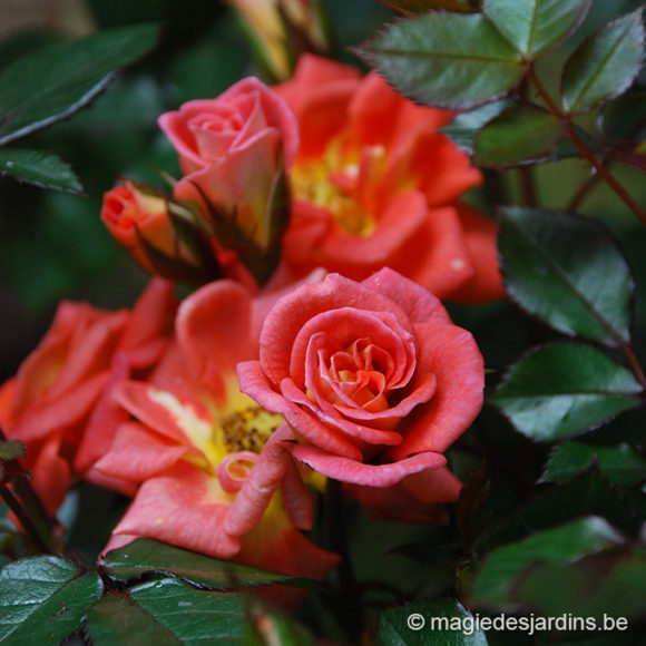 L’entretien des rosiers de mars à novembre