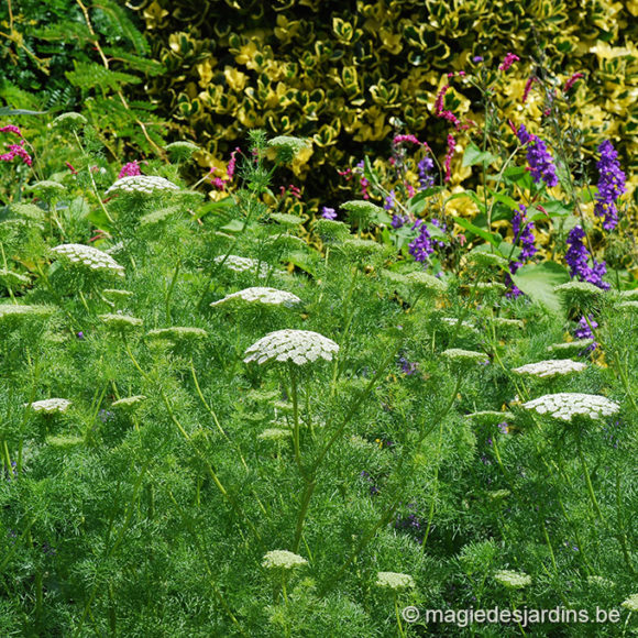 Un jardin ‘Nature admise’ (Partie 1)