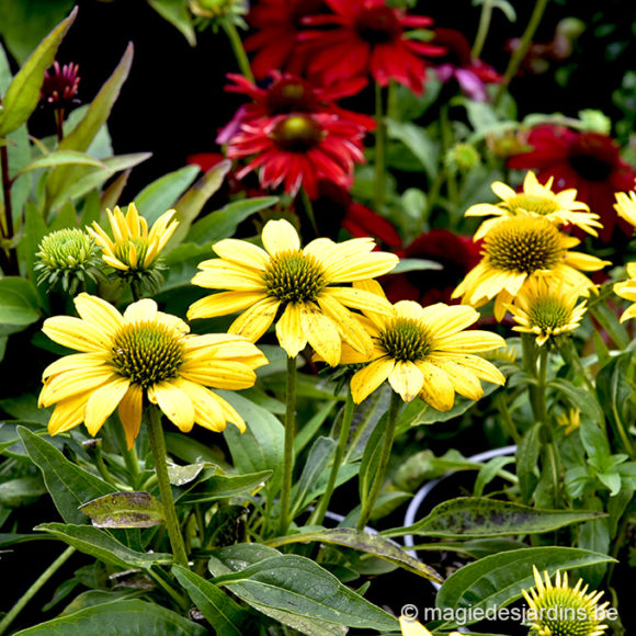 Quelques conseils pour votre jardin en octobre