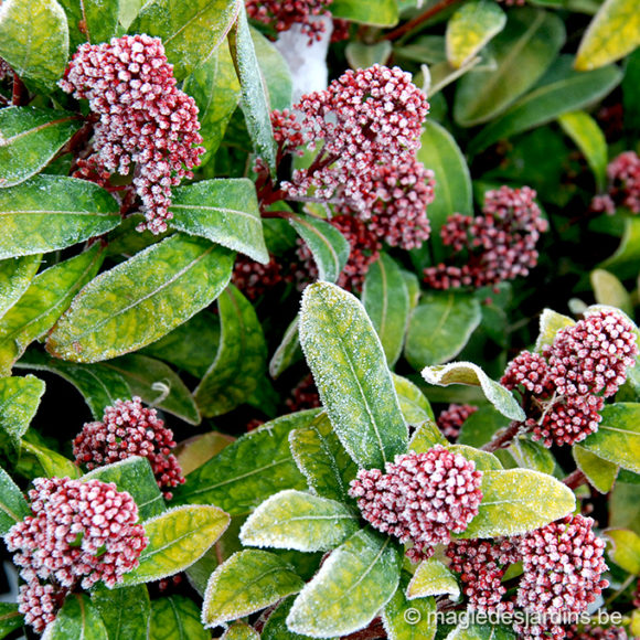 Quelques conseils pour votre jardin en février