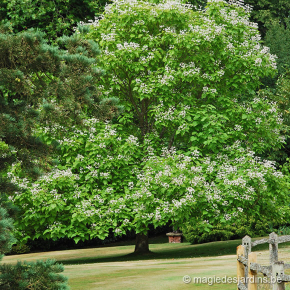 Quels soins apporter aux arbres ?