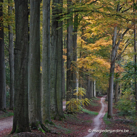 Arboretum de Tervuren