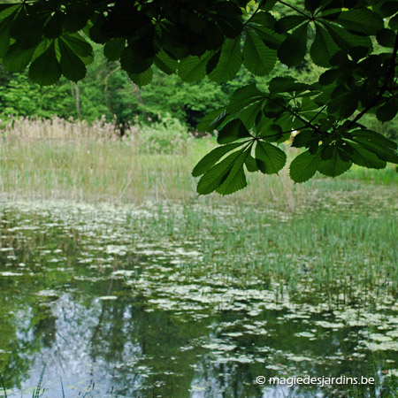 Jardin Botanique Jean Massart