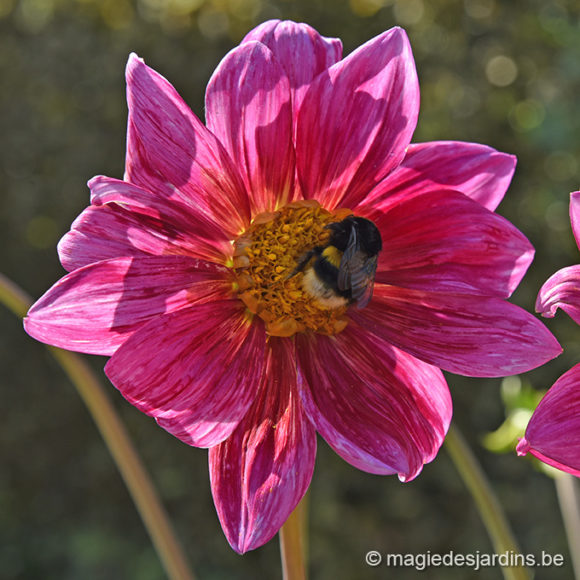 Les conseils pour votre jardin en août