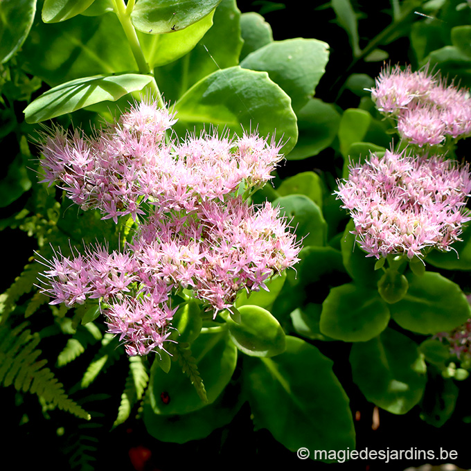 CALENDRIER SEPT 26-SEDUM Quelques conseils pour votre jardin en septembre