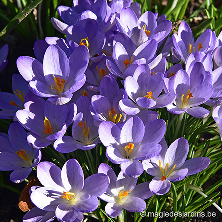 Les crocus: de la couleur au jardin