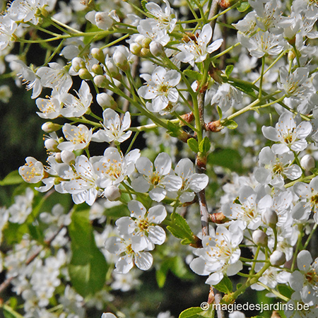 Arbre à fleurs de cerisier –