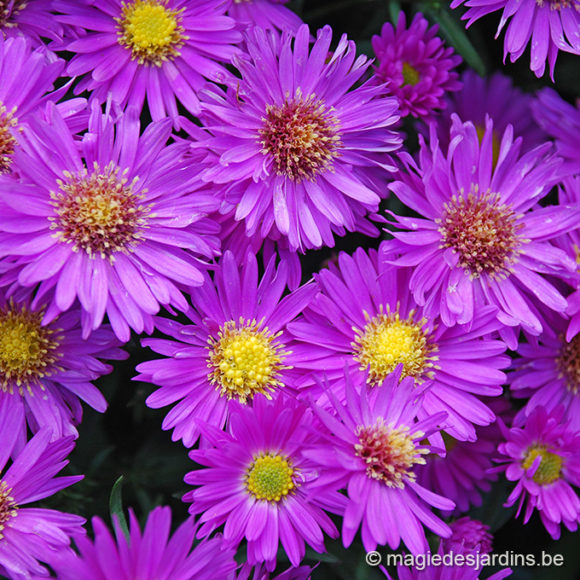 Chrysanthèmes de jardin et de balcon