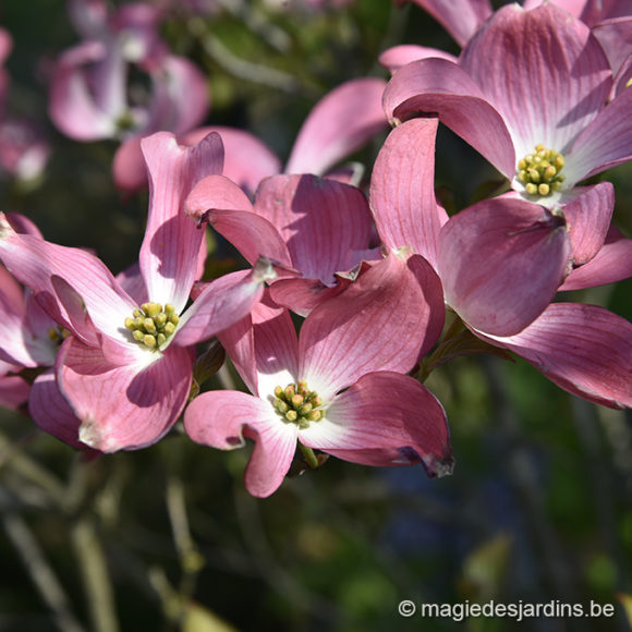 Les Cornus en fleurs