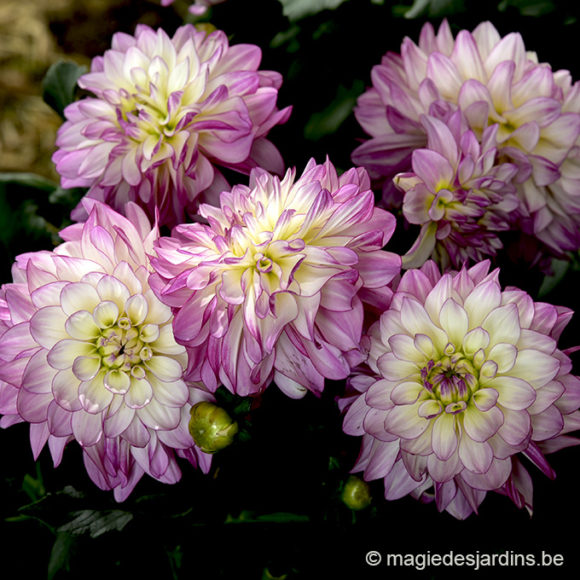 Conseils de plantation pour vos dahlias