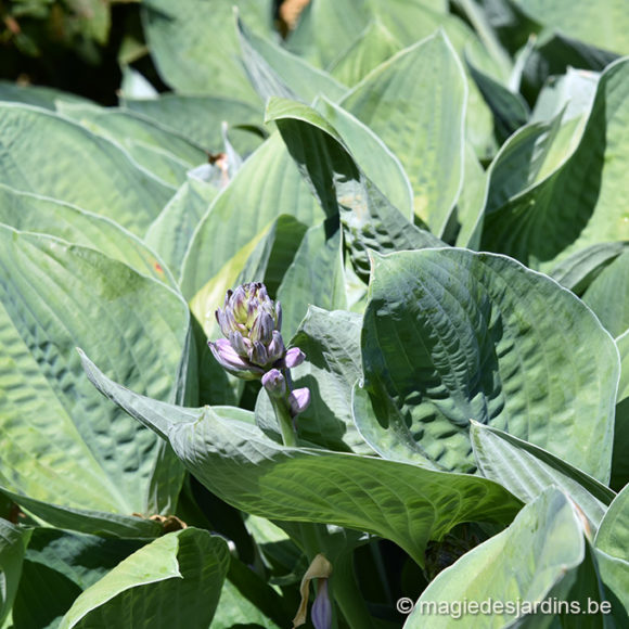 Hosta: une belle couvre-sol