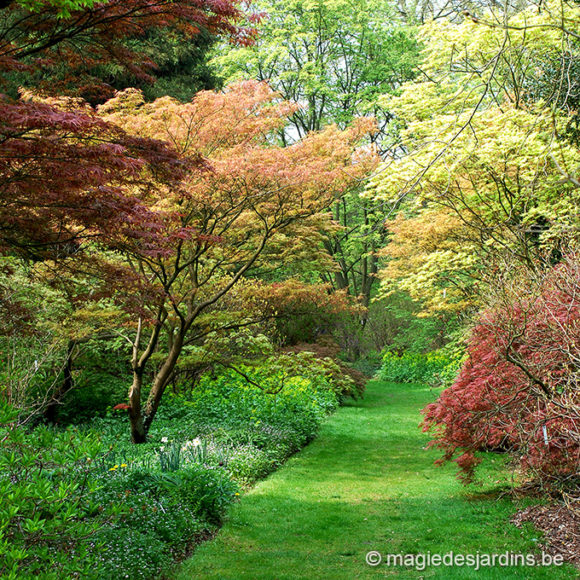 Arboretum de Kalmthout