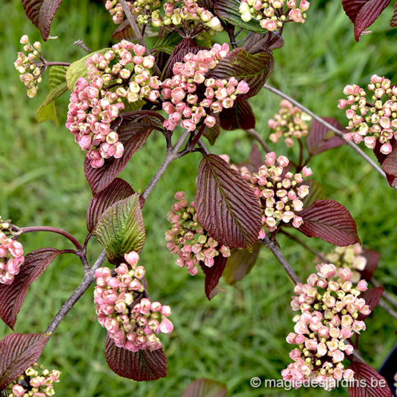 VIBERNUM PLICATUM PINK SENSATION Quelques conseils pour votre jardin en mai