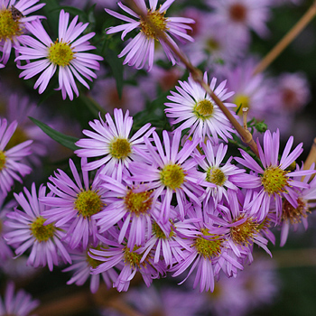 Aster, tapisserie pour l’automne