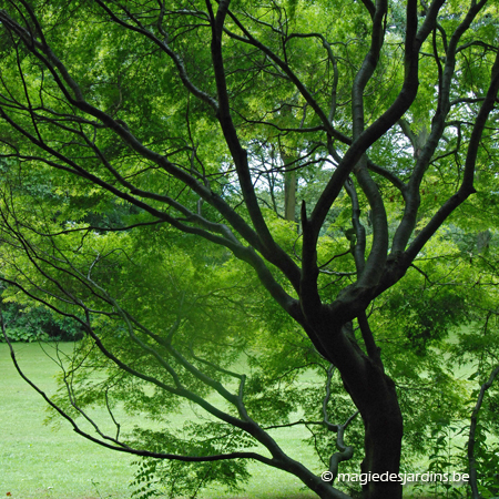 Comment scier correctement une branche d’un arbre ?