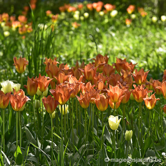 Planter en automne vos bulbes de printemps