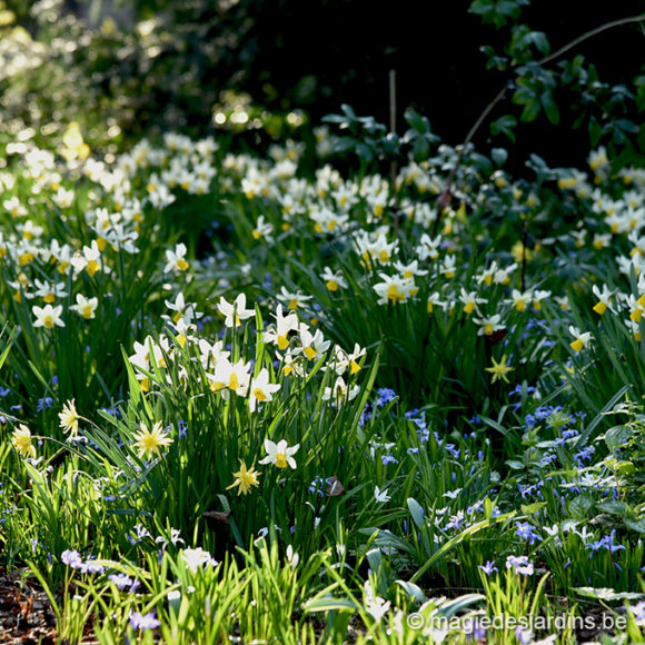 Quelques conseils pour votre jardin en mars