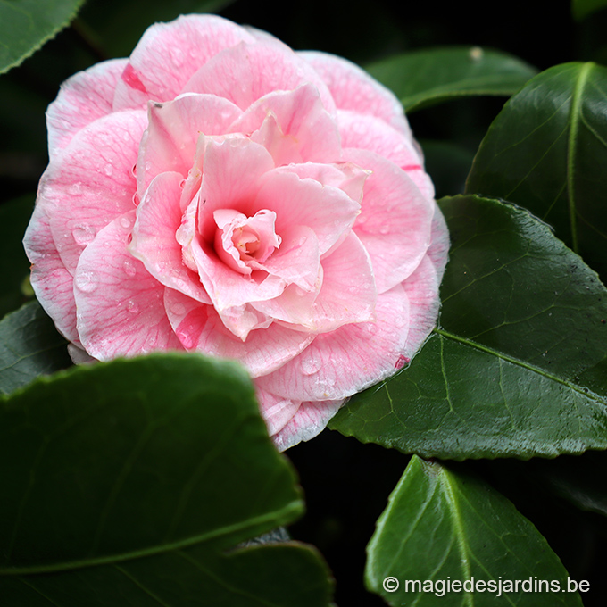 camelia - jardin Les camélias