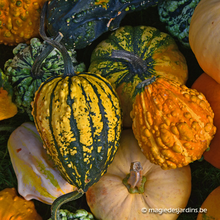 Courges, potirons et potimarrons au potager