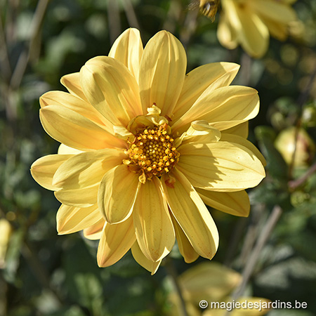 La somptueuse floraison des dahlias