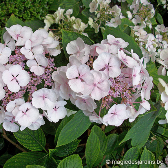 Travaux d’entretien pour vos hydrangeas au printemps