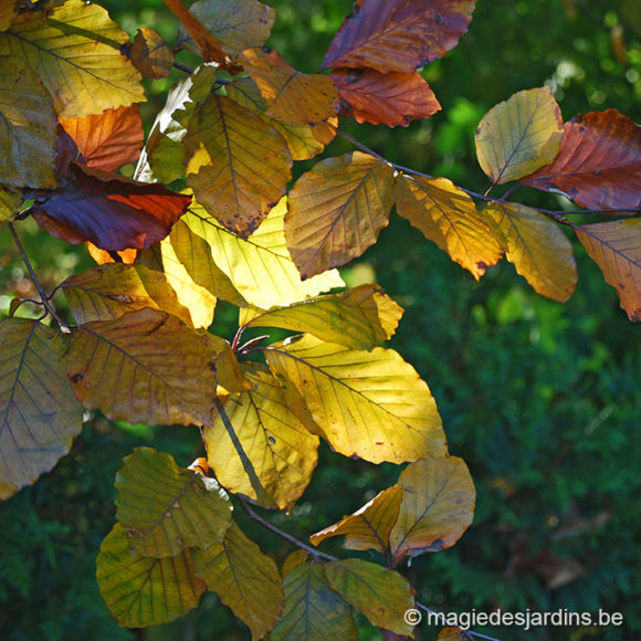 L’or des feuilles mortes du jardin