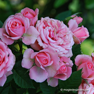 Que faut-il faire pour vos rosiers après un hiver doux ?