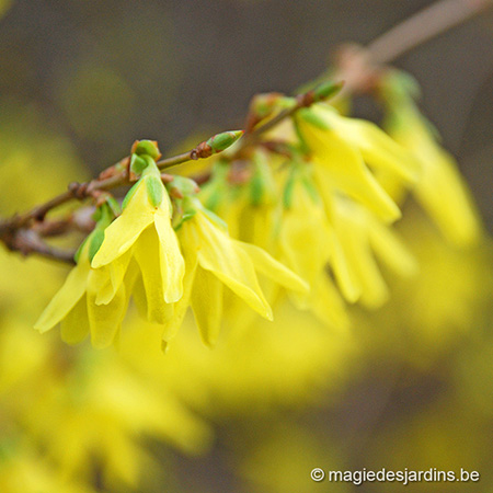 Quand la floraison du forsythia annonce le printemps