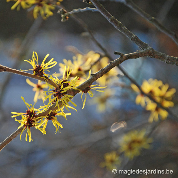 La floraison de l’hamamélis en hiver