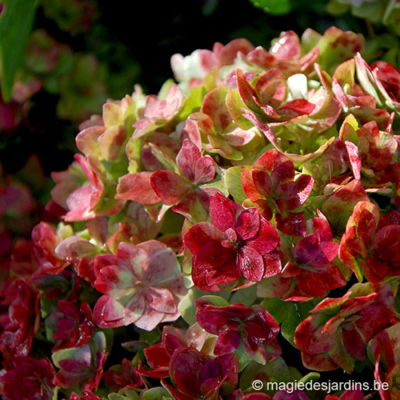 Les hortensias à la folie