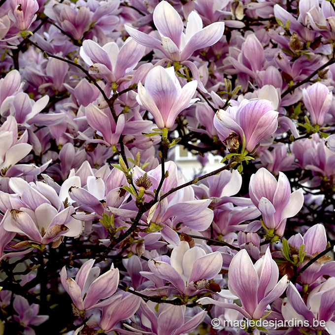 le printemps arrive au jardin Le printemps arrive au jardin