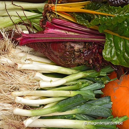 Des légumes en hiver au potager