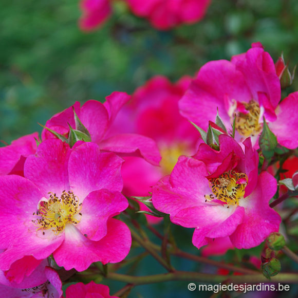 Nourrir ses rosiers au printemps