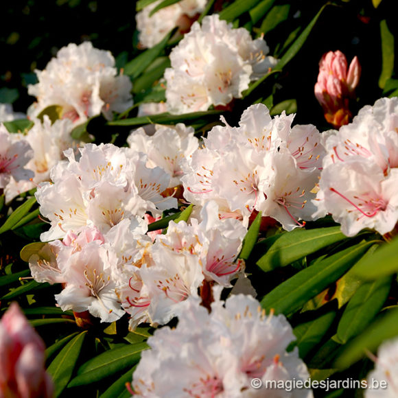 Comment planter et entretenir un rhododendron