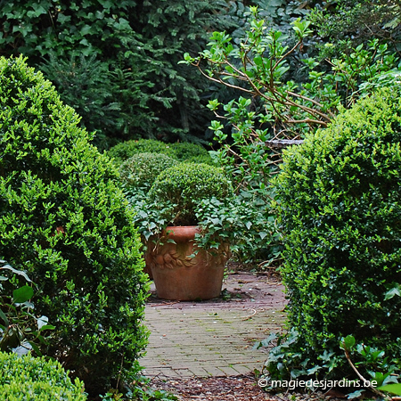 Comment bien planter un buis dans un pot