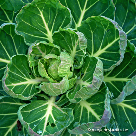 Le potager en hiver