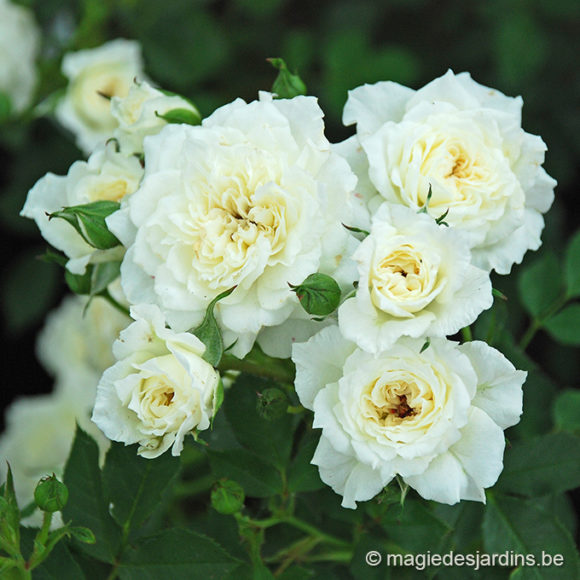 Comment obtenir des Rosiers sains et florifères