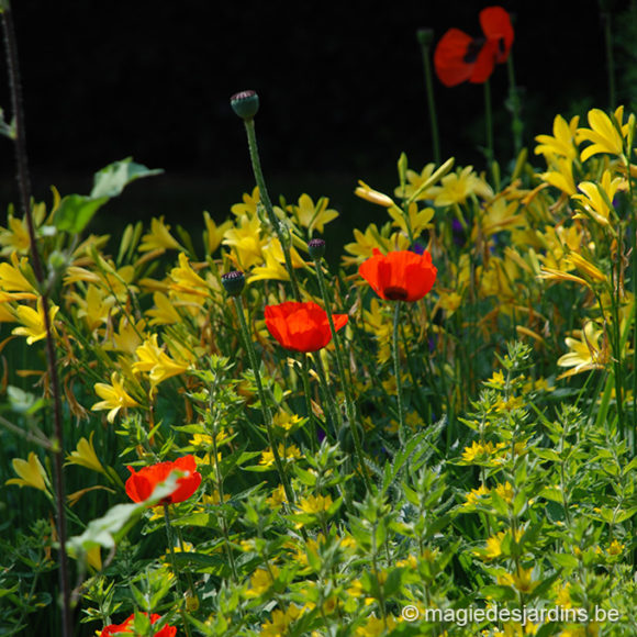 Comment avoir un beau jardin sans engrais chimiques (Part 1)