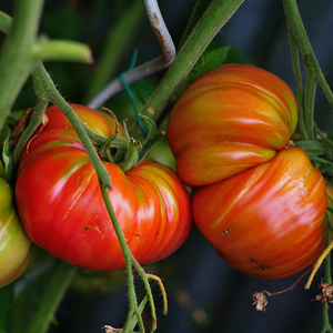 Tomates: de centaines de variétés insolites