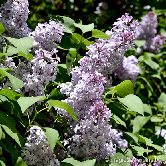 Le temps des lilas