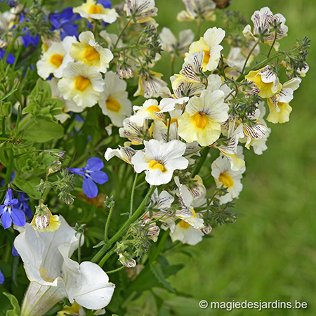 Des annuelles pour une belle jardinière en fleurs